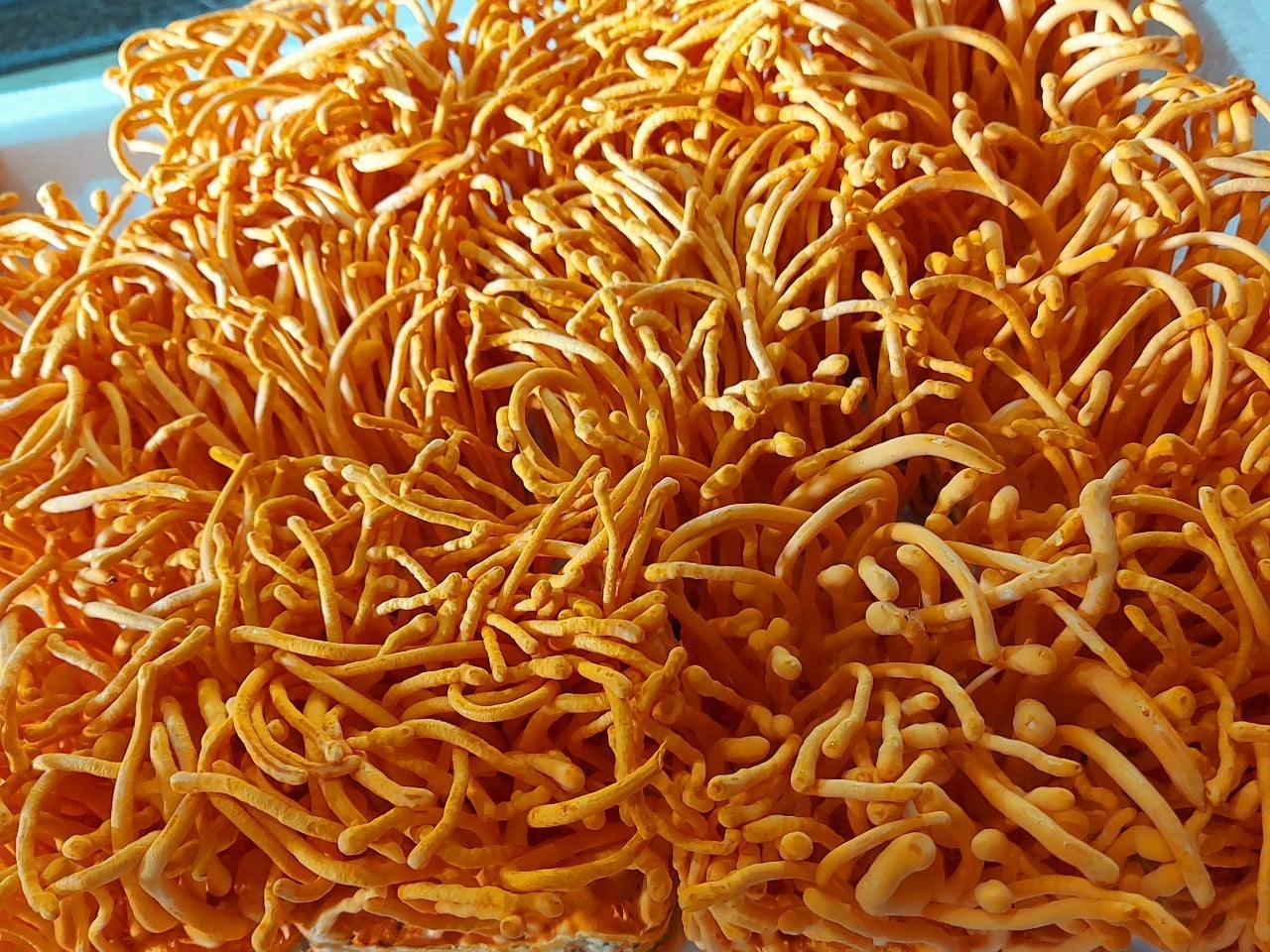 Nấm đông trùng hạ thảo